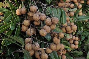 1450677366279324.jpg 282-1926.jpg