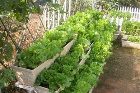 無菌LED人工光照種植蔬菜興起營(yíng)養(yǎng)夠嗎?