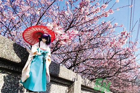 為什么那么多人喜歡櫻花?中國和日本櫻花有什么區(qū)別