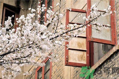 武大櫻花什么時(shí)候開(kāi)放?武大櫻花將于3月10日盛放