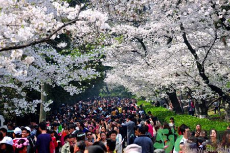 武大櫻花什么時(shí)候開(kāi)放?武大櫻花將于3月10日盛放