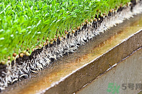 孕婦可以吃豆芽菜嗎？孕婦吃豆芽對胎兒有好處嗎？