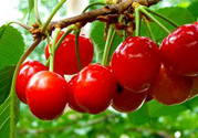 吃櫻桃會上火嗎?櫻桃吃多了會上火嗎?