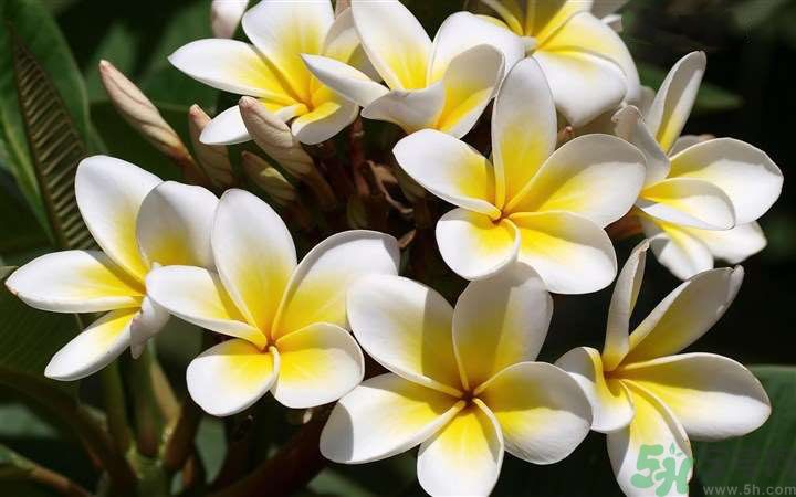 懷孕了能養(yǎng)花嗎？養(yǎng)什么花對(duì)胎兒好？