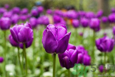 懷孕了能養(yǎng)花嗎？養(yǎng)什么花對(duì)胎兒好？