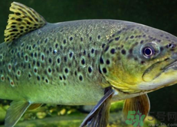 得了糖尿病能吃鮭魚(yú)嗎?吃鮭魚(yú)能降低血糖嗎?