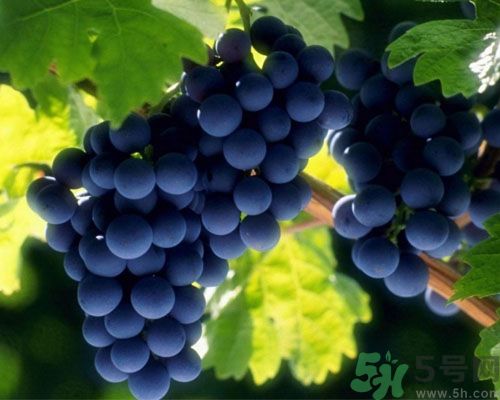 女生宮寒可以吃葡萄嗎？宮寒怎樣調(diào)理？