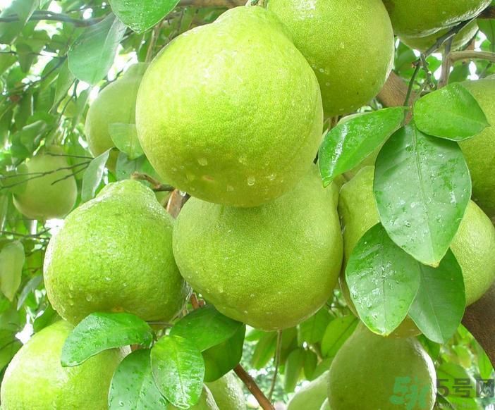 春季吃什么養(yǎng)生？春季怎樣養(yǎng)生？