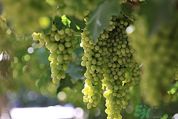 吃葡萄對皮膚好嗎？吃葡萄可以延緩衰老嗎？