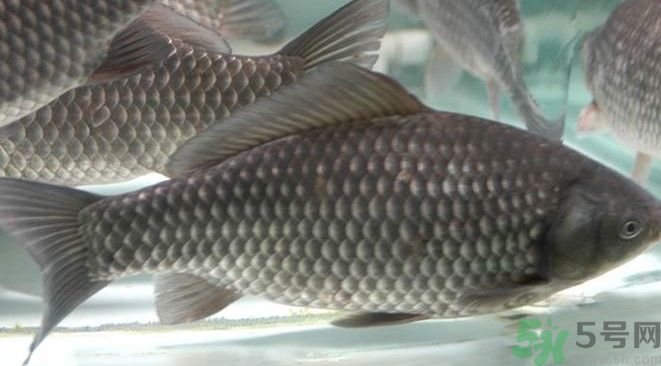 吃魚真的能變聰明嗎？喝魚湯有什么好處？