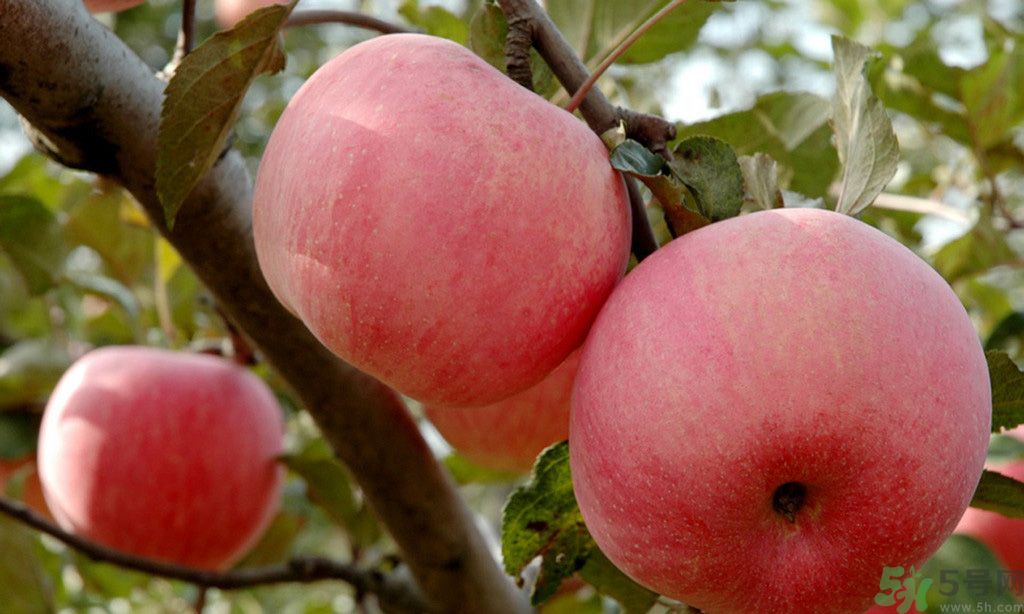 蘋果有什么好處？蘋果應該怎么吃？