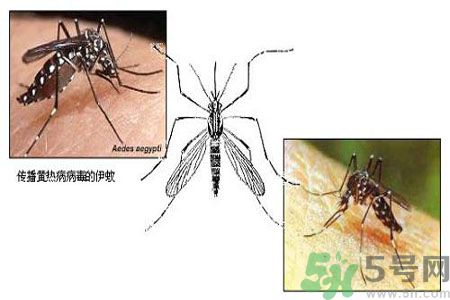 黃熱病可以吃水果嗎？怎么預(yù)防黃熱病癥狀？