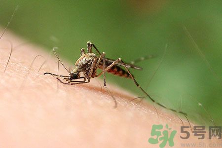 黃熱病可以吃水果嗎？怎么預(yù)防黃熱病癥狀？