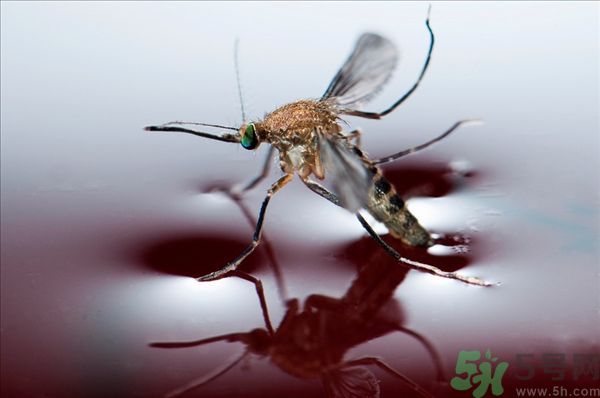 黃熱病怎么預防？黃熱病預防措施有哪些？