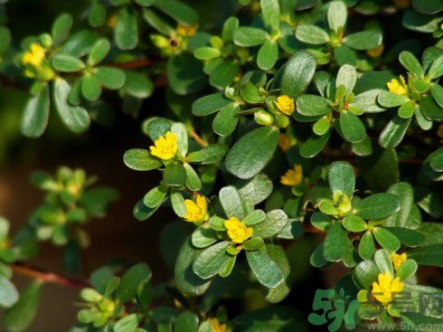 春天吃什么蔬菜好？春天吃蔬菜對身體有什么好？