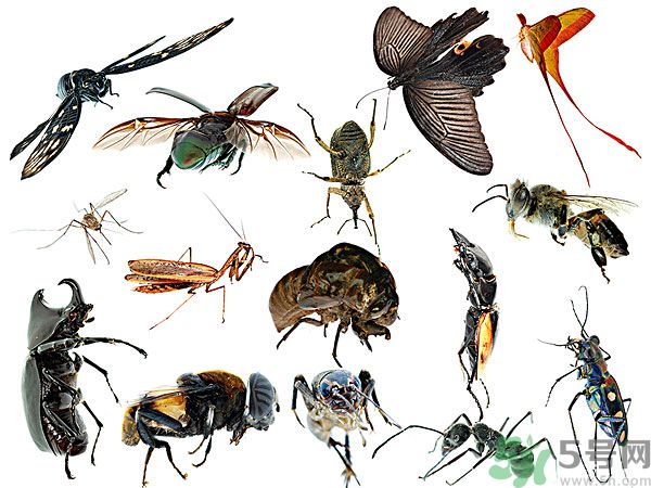 打黃熱病疫苗注意事項？防蚊蟲叮咬的最好方法