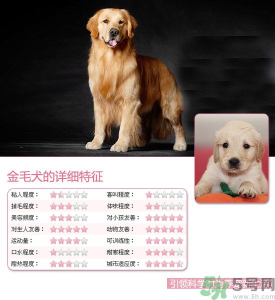 熱門(mén)寵物排名你知道嗎？寵物明星有哪些？