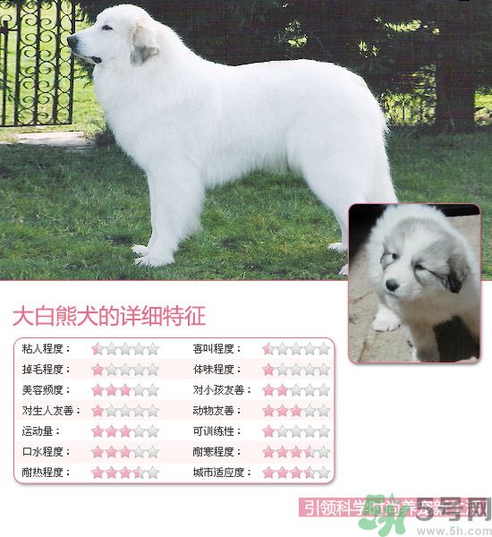 熱門(mén)寵物排名你知道嗎？寵物明星有哪些？