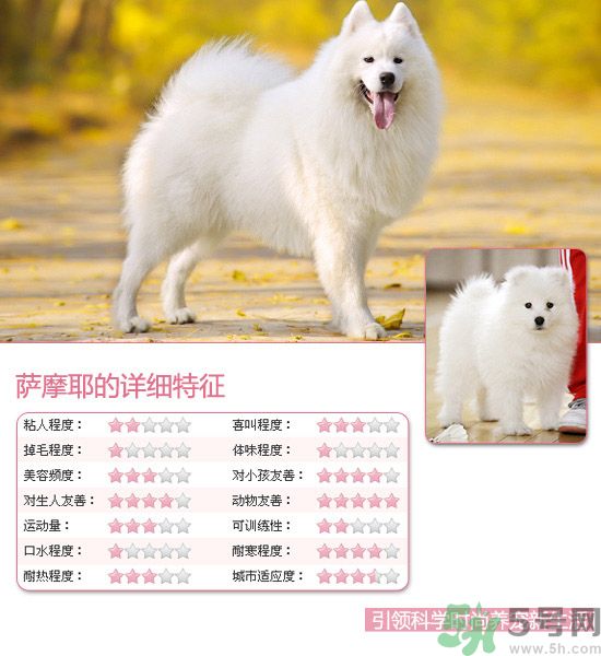 熱門(mén)寵物排名你知道嗎？寵物明星有哪些？