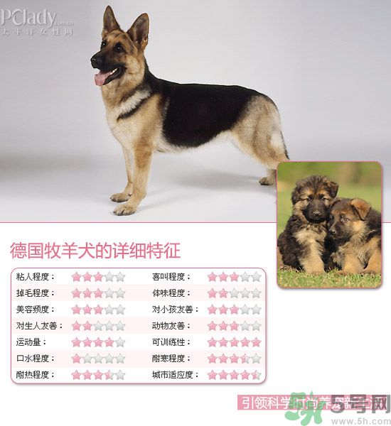 熱門(mén)寵物排名你知道嗎？寵物明星有哪些？