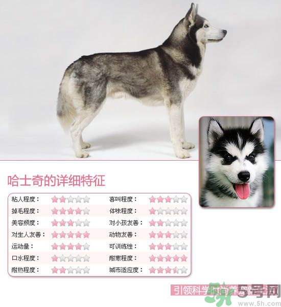 熱門(mén)寵物排名你知道嗎？寵物明星有哪些？