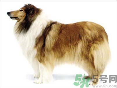 熱門(mén)寵物排名你知道嗎？寵物明星有哪些？