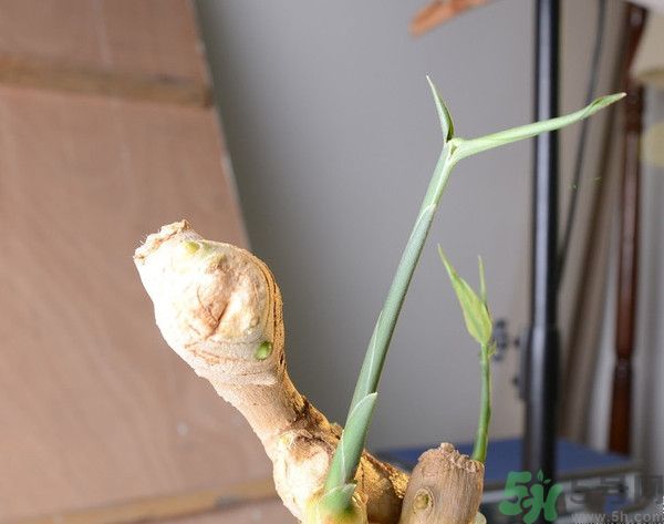 生姜發(fā)芽了能吃嗎？生姜發(fā)綠了能吃嗎？