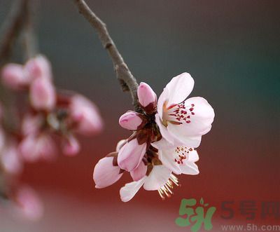 春分時(shí)養(yǎng)生要注意什么？春分要預(yù)防哪些疾??？