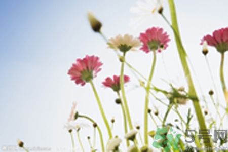 什么花可以凈化空氣？什么花可以減肥？