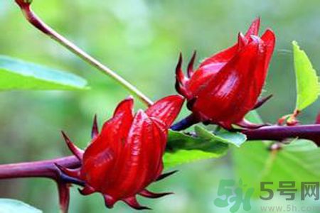 什么花可以凈化空氣？什么花可以減肥？