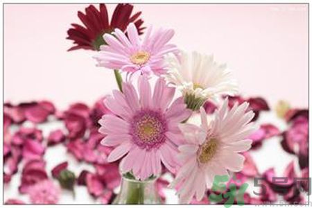 什么花可以凈化空氣？什么花可以減肥？