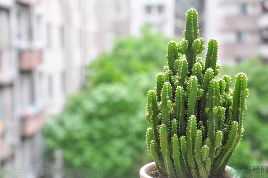 什么花可以凈化空氣？什么花可以減肥？