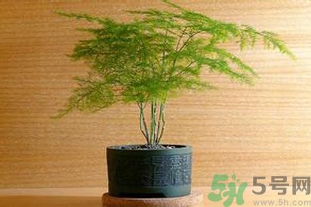 什么花可以凈化空氣？什么花可以減肥？