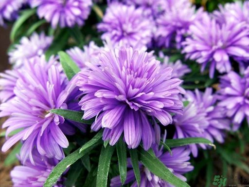 紫菀的功效和作用是什么？紫菀的用法用量是多少？