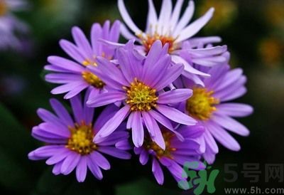 紫菀的功效和作用是什么？紫菀的用法用量是多少？