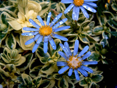 紫菀的功效和作用是什么？紫菀的用法用量是多少？