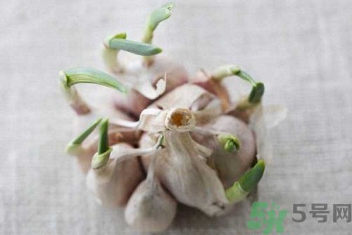大蒜發(fā)芽能吃嗎?大蒜怎么保存不發(fā)芽 大蒜發(fā)芽能吃嗎?大蒜怎么保存不發(fā)芽