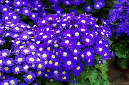 清明節(jié)有哪些習俗？清明節(jié)習俗的來源？