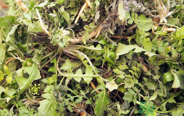 薺菜根能吃嗎？薺菜要去根吃嗎？