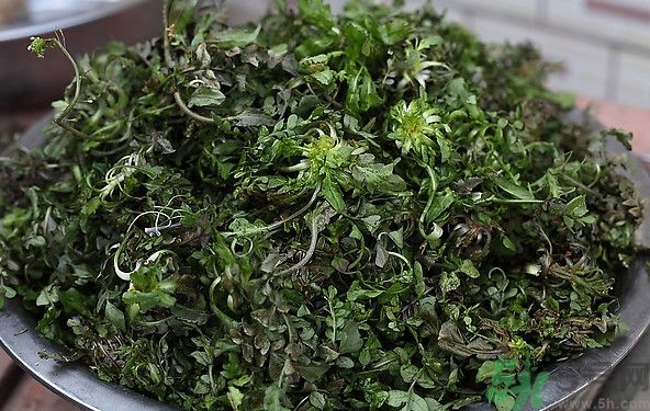 薺菜為什么是苦的？薺菜味道苦嗎？