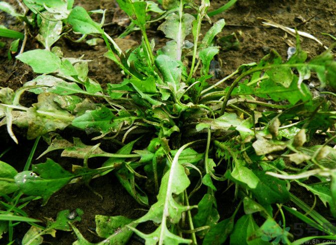 薺菜如何能保存時間長？剛挖回來的薺菜怎么保存？