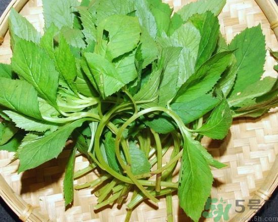 薺菜可以泡水喝嗎？薺菜泡水喝有什么好處？