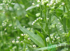 吃薺菜有紅疹是怎么回事?吃薺菜有紅疹怎么辦?.png 吃薺菜有紅疹是怎么回事?吃薺菜有紅疹怎么辦?.png