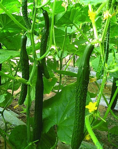 痛風(fēng)不能吃什么？痛風(fēng)怎么辦？