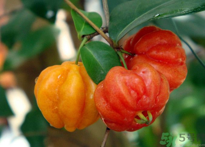 胡桃可以減肥嗎？吃胡桃有什么好處？