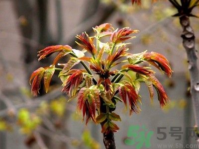 香椿好吃嗎？香椿可以做菜嗎？