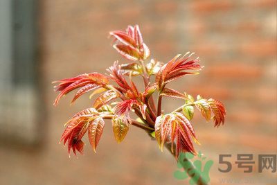 香椿好吃嗎？香椿可以做菜嗎？