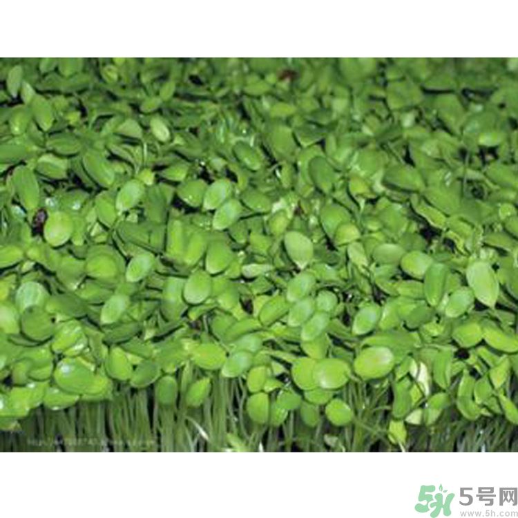 吃香椿要焯水嗎？吃香椿焯水還有營養(yǎng)價(jià)值嗎？