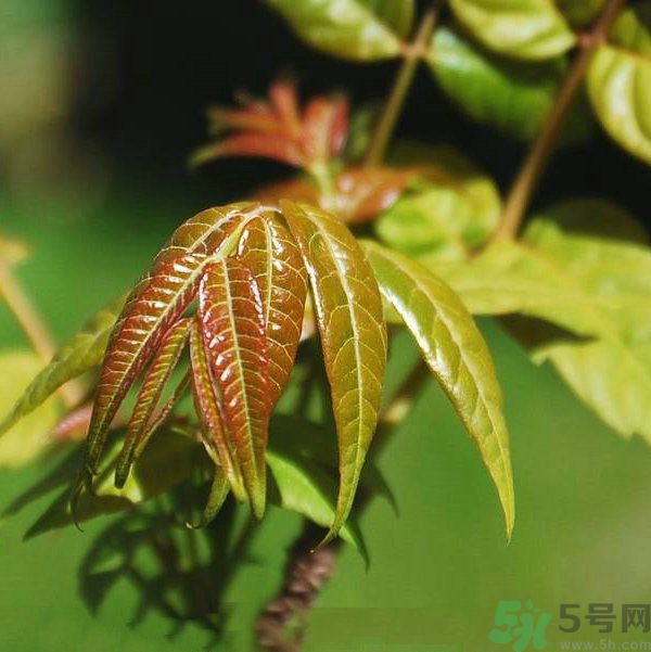 吃香椿要焯水嗎？吃香椿焯水還有營養(yǎng)價(jià)值嗎？