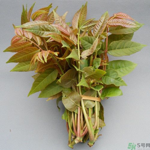 吃香椿要焯水嗎？吃香椿焯水還有營養(yǎng)價(jià)值嗎？